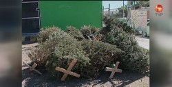 Reciclarán 250 árboles navideños