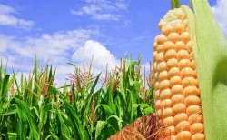 No resulta satisfactoria las bases del maíz fijada en 44 dólares