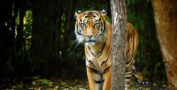 #VÍDEO Hombre mure por ataque de tigre en China