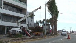 Se manifiestan en contra de la instalación de palmeras