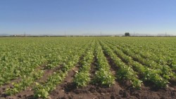 Fraudean a frijoleros con semilla de mala calidad