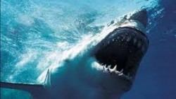 Especies de tiburonario en Mazatlán no son protegidas por norma.