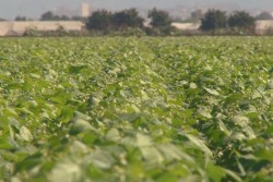 Productores de P-V tendrán costos más elevados