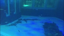 El Acuario sigue los procesos legales en caso "Tiburonario"