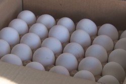 Ninguna denuncia formal ante SENASICA, por ingreso ilegal de huevo