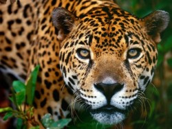 El Jaguar, en mayor riesgo de extinción a lo calculado