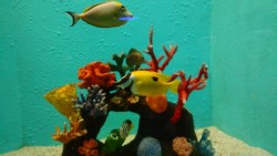 Concurridos los espectáculos del acuario durante fin de semana