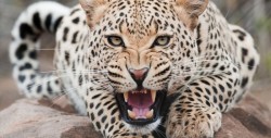 ​Actor de “Harry Potter”  es atacado por un leopardo en África