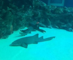 Millones de pesos costará  reactivar el tiburonario de Mazatlán
