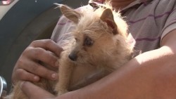 Unidad veterinaria móvil realiza esterilizaciones de perros y gatos gratuitas
