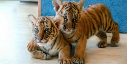 #Video Crearon mamá de plástico para salvar tigres cachorros