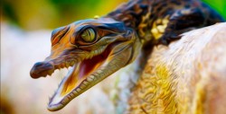 #Foto de caimán anaranjado en Carolina del Sur