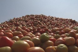 Tiran horticultores toneladas de tomate a orillas de carreteras