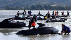 Sube a 650 ballenas varadas en Nueva Zelanda