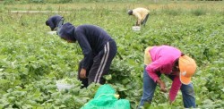 Apoya SEDESOL a jornaleros agrícolas