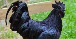 Extraña especie de pollo completamente negro