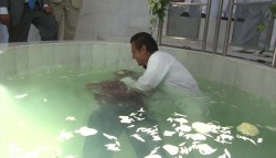 Realizan bautizos simultáneos en varios países