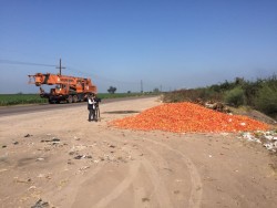 Debe normarse el tirar excedentes de hortalizas