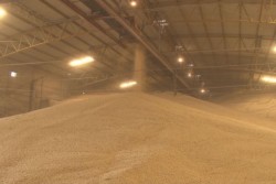 Compradores deberán pagar si hay alza en el precio del maíz