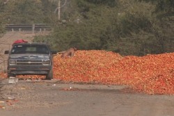 Tiradero de tomate si puede generar problemas sanitarios