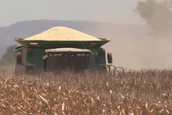 Productores solicitan 4 mil 200 pesos para tonelada de maiz garantizados