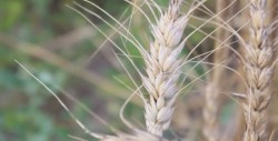 Preocupa la falta de horas-frío para la siembra de trigo