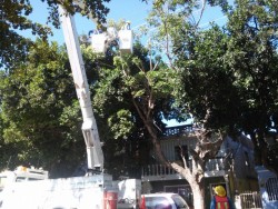Tratan de evitar accidentes por árboles que pegan al cableado..