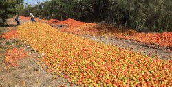Sin infraestructura para procesar excedente de tomate en Sinaloa