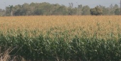 Enviadas las primeras solicitudes para pagar a productores