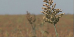 Lluvias y viento registraron daños en maiz