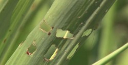 Alertan a productores para evitar infestación de plagas