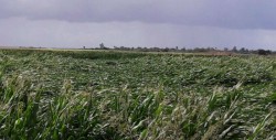 Mas de 3 mil 700 hectáreas de cultivos , dañadas por lluvia y viento