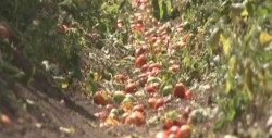 Lluvias reducen poblaciones de mosquita blanca en hortalizas