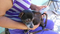 Gratis la esterilización de perros y gatos en la colonia Francisco I Madero