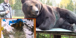 #Video ¡Increíble! Primer oso pintor 'Juuso'