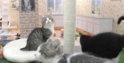 #Video Te presentamos la versión gatuna de las Kardashians