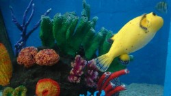 Acuario tiene tarifa especial para Mazatlecos