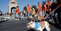 Caminata de Bulldogs rompe récord en la ciudad de México