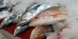 Abasto de productos del mar para Cuaresma 2017