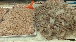 Teme Canirac más incrementos en precios de mariscos
