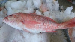 Con el inicio de la cuaresma, aumenta venta de pescado