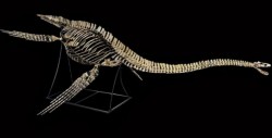 El esqueleto de dinosaurio no se subastará en Francia