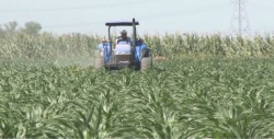 Productores esperan cumplimiento de pagos de SAGARPA