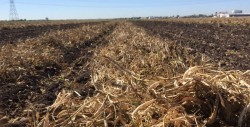La AARC asegura que inseguridad afecta al sector agricola