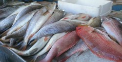 Aumenta en un 20% precio del róbalo, botete y pargo