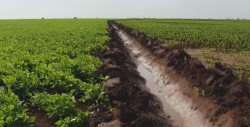 Urge intervención de gobierno en el precio del frijol