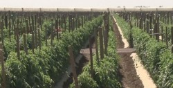 Aumentan infestaciones de mosquita blanca y picudo