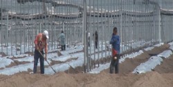 Llaman a horticultores a destruir socas lo antes posible