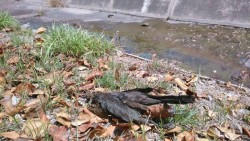 Aparecen decenas de aves muertas en Mazatlán