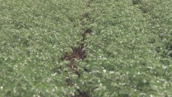 Buscan recuperar calidad de la agricultura sinaloense: SAGYP